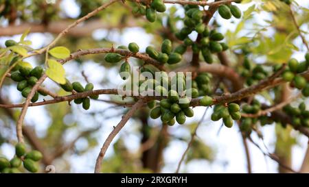 Curaca, bahia, brasilien - 18. september 2023: Krebsfrucht - Spondias purpurea - auf einem Bauernhof im ländlichen Bahia gesehen. Stockfoto