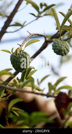 Curaca, bahia, brasilien - 18. september 2023: Pinienzapfen - Annona squamosa - auf einem Bauernhof im ländlichen Bahia gesehen. Stockfoto