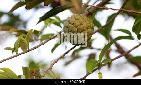 Curaca, bahia, brasilien - 18. september 2023: Pinienzapfen - Annona squamosa - auf einem Bauernhof im ländlichen Bahia gesehen. Stockfoto