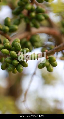 Curaca, bahia, brasilien - 18. september 2023: Krebsfrucht - Spondias purpurea - auf einem Bauernhof im ländlichen Bahia gesehen. Stockfoto