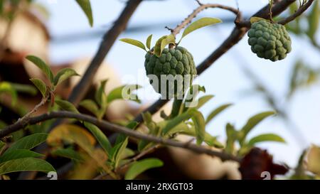 Curaca, bahia, brasilien - 18. september 2023: Pinienzapfen - Annona squamosa - auf einem Bauernhof im ländlichen Bahia gesehen. Stockfoto