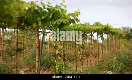 Curaca, bahia, brasilien - 18. september 2023: Traubenplantage auf einem Bauernhof im Tal des Sao Francisco River in Bahia. Stockfoto