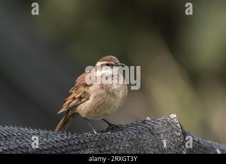 Hoch gelegene Stout-Billed Cinclodes (Cinclodes excelsior) im Antisana NP, Ecuador Stockfoto