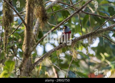 Hoch oben Toucan Barbet (Semnornis ramphastinus) im Refugio Paz de las Aves, Ecuador Stockfoto