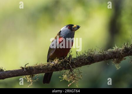 Hoch oben Toucan Barbet (Semnornis ramphastinus) im Refugio Paz de las Aves, Ecuador Stockfoto