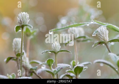 Die Gomphrena serrata, ein ausgestreckter Amaranth, wächst auf unruhigen Feldern und an Straßenrändern. Stockfoto
