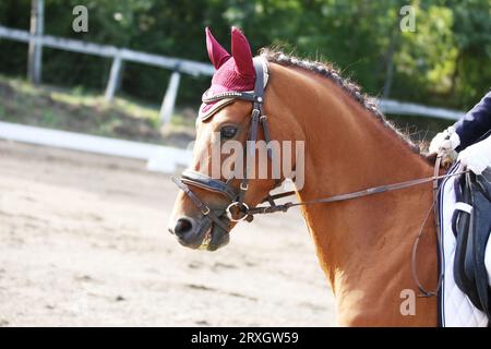 Kopfporträt eines Sportpferdes vor natürlichem Hintergrund. Reiten auf einem Pferd. Pferdesport-Hintergrund. Nahaufnahme des Pferdes während des Dressurwettbewerbs wi Stockfoto