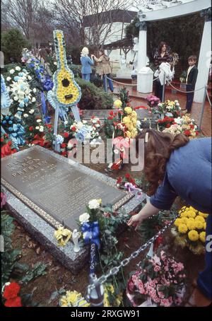 An Elvis' erstem Geburtstag nach seinem Tod legt eine Frau eine Blume auf seinen Grabstein. In Graceland, Elvis' Herrenhaus in Memphis, am 8. Januar 1978 an einem nebligen Tag. Stockfoto