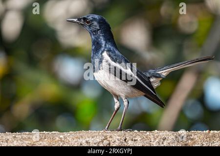 Eine orientalische Magpie mit hochgezogenem Schwanz Stockfoto