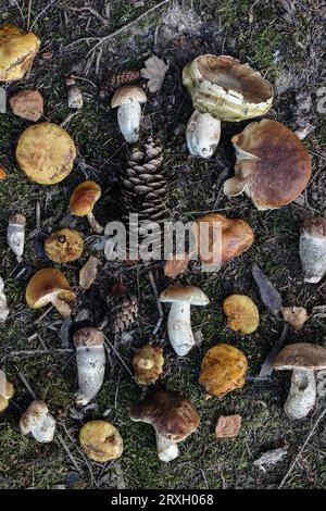 Natürliches Herbststillleben, saisonaler Hintergrund. Nahaufnahme verschiedener frischer Wildpilze auf Waldboden. Essbare Lärchenpilze, Ceps, Steinpilze Stockfoto