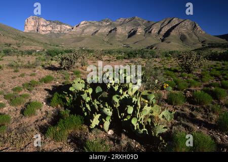 Guadalupe Mountains, Guadalupe Mountains Nationalpark, Texas Stockfoto