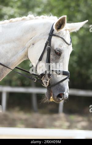 Kopfporträt eines Sportpferdes vor natürlichem Hintergrund. Reiten auf einem Pferd. Pferdesport-Hintergrund. Nahaufnahme des Pferdes während des Dressurwettbewerbs wi Stockfoto