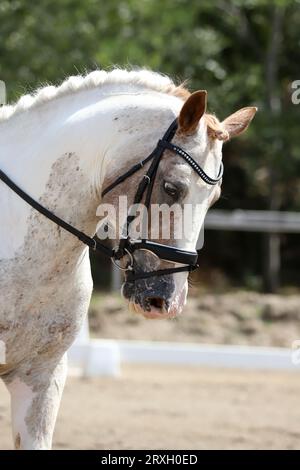 Kopfporträt eines Sportpferdes vor natürlichem Hintergrund. Reiten auf einem Pferd. Pferdesport-Hintergrund. Nahaufnahme des Pferdes während des Dressurwettbewerbs wi Stockfoto