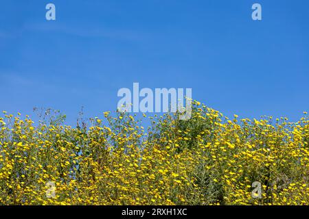 Natur in der Nähe von Castelvetrano in Westsizilien, Italien Stockfoto