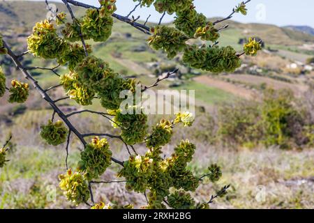 Landschaft mit Weinbergen in der Provinz Marsala auf der Insel Sizilien, Italien Stockfoto