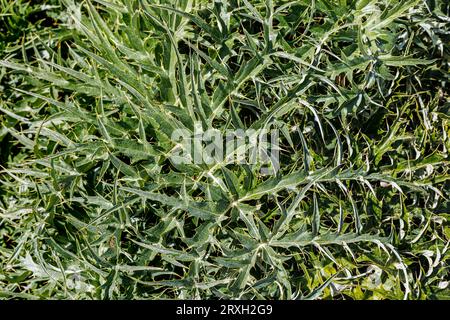 Blätter von Cynara cardunculus auf einer Wiese auf der Westinsel Sizilien, Italien Stockfoto