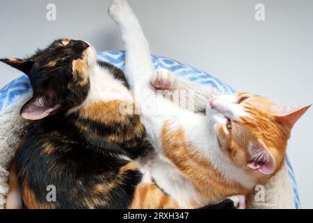 Ruhende Freunde rote junge Katze und Schildpatt-Kätzchen, die aus nächster Nähe dösen Stockfoto