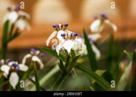 Neomarica gracilis, wandernde Iris im neutralen Hintergrund Stockfoto