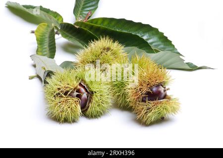 Süßkastanie (Castanea Sativa) in stacheligen Kapseln und Blättern auf weißem Hintergrund Stockfoto