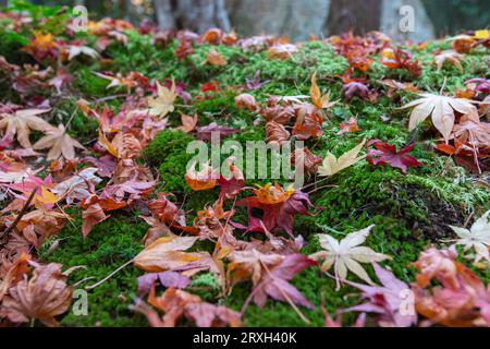 Herbstblätter fallen im Herbst oder Winter, in der kalten Jahreszeit, auf den Boden. Stockfoto