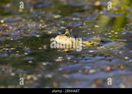 Grüner Sumpffrosch (Pelophylax ridibundus) im Donaudelta, Rumänien, Europa Stockfoto