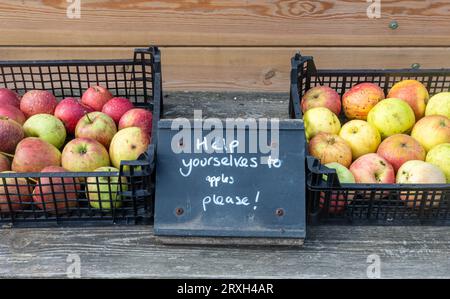 Kisten mit kostenlosen Äpfeln zum Mitnehmen in einem Gemeinschaftsgarten, Großbritannien, September Stockfoto