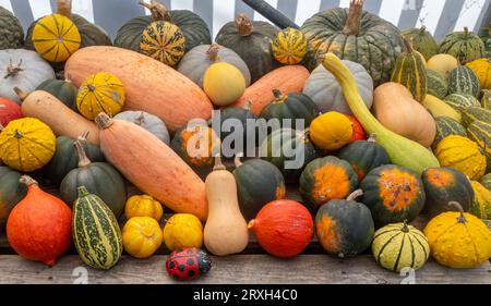 Auswahl an Kürbissen und Kürbissen, Herbst Herbst halloween hausgemachtes Gemüse. Verschiedene bunte Kürbisse. Stockfoto