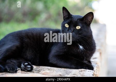 Straßenkatzen Stockfoto
