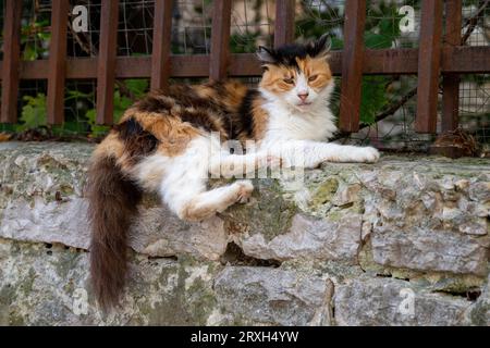Straßenkatzen Stockfoto