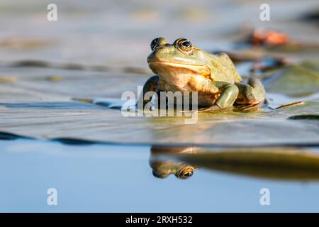 Grüner Sumpffrosch (Pelophylax ridibundus) im Donaudelta, Rumänien, Europa Stockfoto