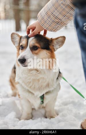 Vertikales Porträt eines niedlichen Corgi-Hundes, der im Freien auf dem Winterschnee spaziert, mit weiblichem Hand-Klopfkopf Stockfoto