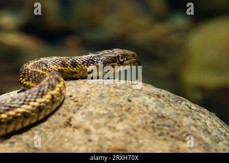 Westliche Landstrumpfschlange (Thamnophis elegans) auf einem Felsen. Fotografiert am Carrville Pond im Trinity County, Kalifornien, USA. Stockfoto