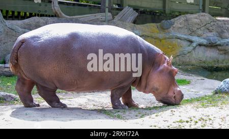 Afrikanischer Hippapotamus im Toronto Zoo, ON. Kanada Stockfoto