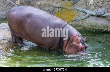 Afrikanischer Hippapotamus im Toronto Zoo, ON. Kanada Stockfoto