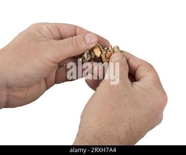 Eine Erdnuss zwischen den Fingern einer Hand auf transparentem Hintergrund Stockfoto