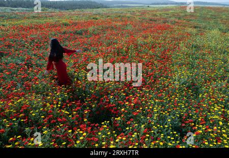 Attraktive junge Frau, die rotes Kleid trägt und glücklich im Mohnblumenfrühlingsfeld läuft. Farbenfrohe Frühlingszeit Stockfoto