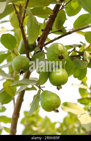 Erfassung von Guavas, die am Zweig des Baumes hängen. Hängende Guavenfrucht. Nahaufnahme von Guavas . Gesundes Lebensmittelkonzept. Guave. Reife tropische Frucht Guava auf Gu Stockfoto