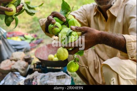 Nahaufnahme von gerippten Guavenfrüchten, isoliert auf der Hand des Gärtners. Guavenfrucht. Guavas isoliert zur Hand. Guavenfrucht zur Hand. Guavas-Garten. Obstgarten. Stockfoto