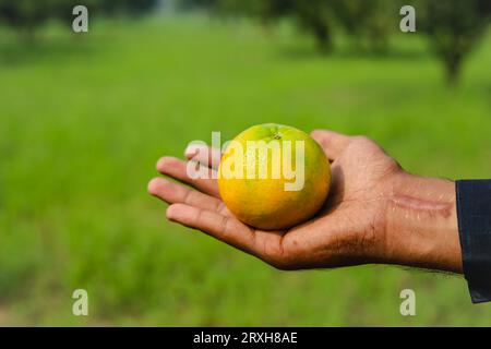 Erfassung von gerippten Orangenfrüchten zur Hand. Orangenfrucht isoliert zur Hand. Orangefarbener Strauß auf dem Hintergrund eines Obstbaums. Orangengarten. Ora Stockfoto