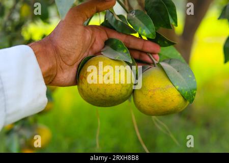 Erfassung von gerippten Orangenfrüchten zur Hand. Orangenfrucht isoliert zur Hand. Orangefarbener Strauß auf dem Hintergrund eines Obstbaums. Orangengarten. Ora Stockfoto
