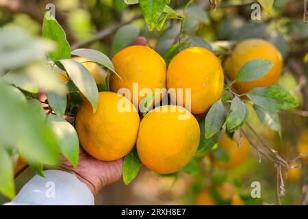 Erfassung von gerippten Orangenfrüchten zur Hand. Orangenfrucht isoliert zur Hand. Orangefarbener Strauß auf dem Hintergrund eines Obstbaums. Orangengarten. Ora Stockfoto