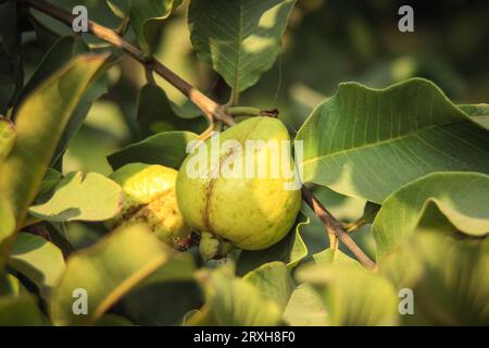 Erfassung von Guavas, die am Zweig des Baumes hängen. Hängende Guavenfrucht. Nahaufnahme von Guavas . Gesundes Lebensmittelkonzept. Guave. Reife tropische Frucht Guava auf Gu Stockfoto