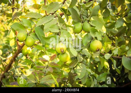 Erfassung von Guavas, die am Zweig des Baumes hängen. Hängende Guavenfrucht. Nahaufnahme von Guavas . Gesundes Lebensmittelkonzept. Guave. Reife tropische Frucht Guava auf Gu Stockfoto