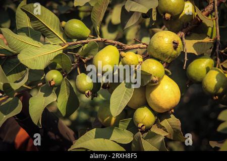 Erfassung von Guavas, die am Zweig des Baumes hängen. Hängende Guavenfrucht. Nahaufnahme von Guavas . Gesundes Lebensmittelkonzept. Guave. Reife tropische Frucht Guava auf Gu Stockfoto