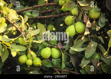 Erfassung von Guavas, die am Zweig des Baumes hängen. Hängende Guavenfrucht. Nahaufnahme von Guavas . Gesundes Lebensmittelkonzept. Guave. Reife tropische Frucht Guava auf Gu Stockfoto