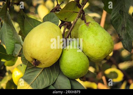 Erfassung von Guavas, die am Zweig des Baumes hängen. Hängende Guavenfrucht. Nahaufnahme von Guavas . Gesundes Lebensmittelkonzept. Guave. Reife tropische Frucht Guava auf Gu Stockfoto