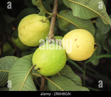 Erfassung von Guavas, die am Zweig des Baumes hängen. Hängende Guavenfrucht. Nahaufnahme von Guavas . Gesundes Lebensmittelkonzept. Guave. Reife tropische Frucht Guava auf Gu Stockfoto