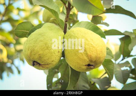 Erfassung von Guavas, die am Zweig des Baumes hängen. Hängende Guavenfrucht. Nahaufnahme von Guavas . Gesundes Lebensmittelkonzept. Guave. Reife tropische Frucht Guava auf Gu Stockfoto