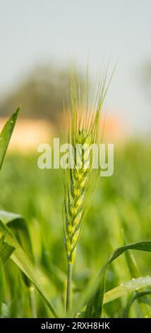 Nahaufnahme von Weichweizen. Weichweizenfeld. Triticale mit selektivem Fokus auf das Thema. Gerste mit verschwommenem Hintergrund. Dinkel. Einkorn-Weizen. Essen Stockfoto