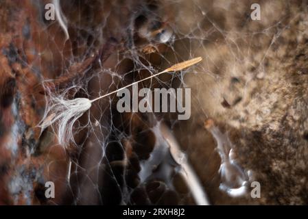 Wassertropfen auf Spinnennetz Stockfoto